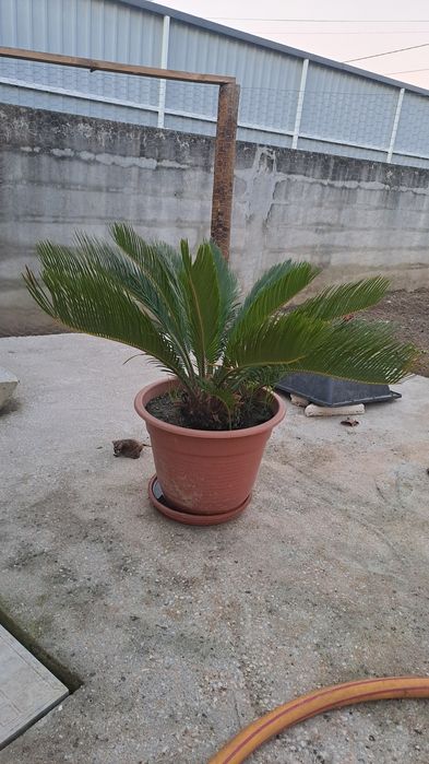 Planta Sica em vaso