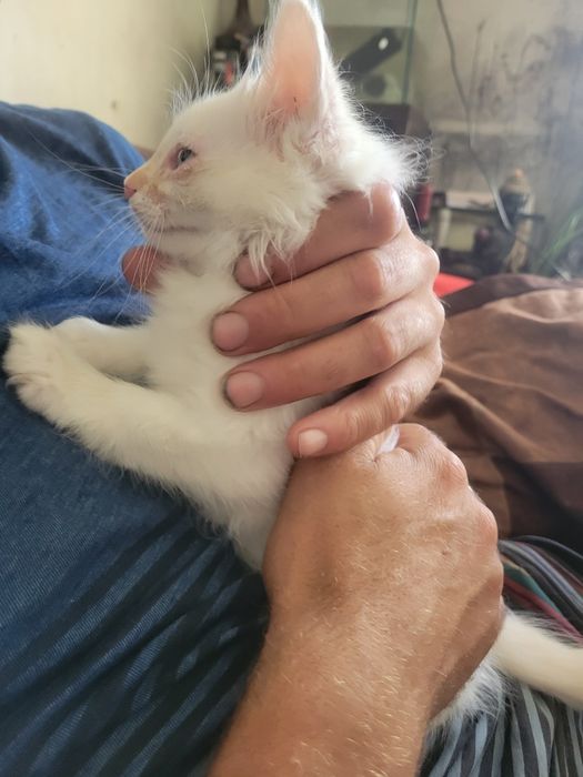 gatinho muito meigo