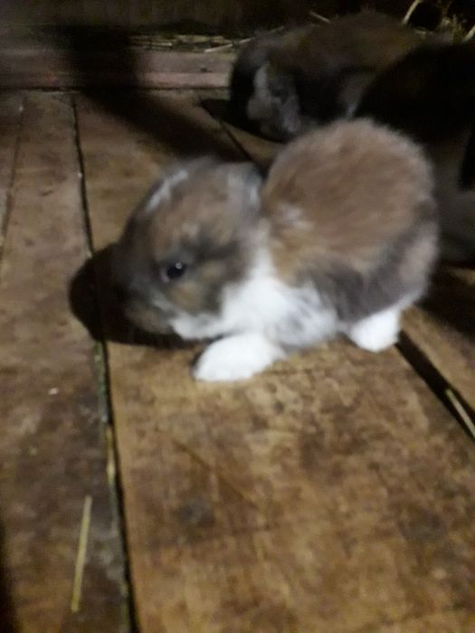 Продам кролят (французский баран)