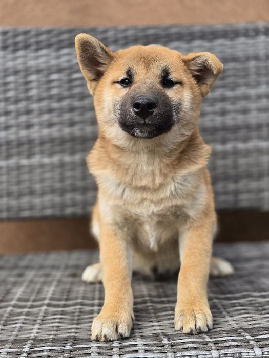 SHIBA INU szczeniak do odbioru gotowy metryka chip pies