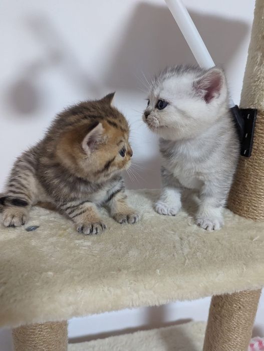 Шотландские котята золотые и серебристые шиншиллы