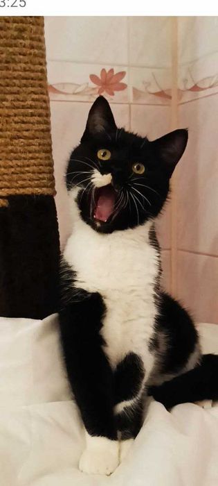 Котики котята в добрые руки