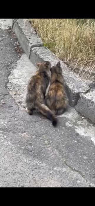 Кішка кіця черепашкова