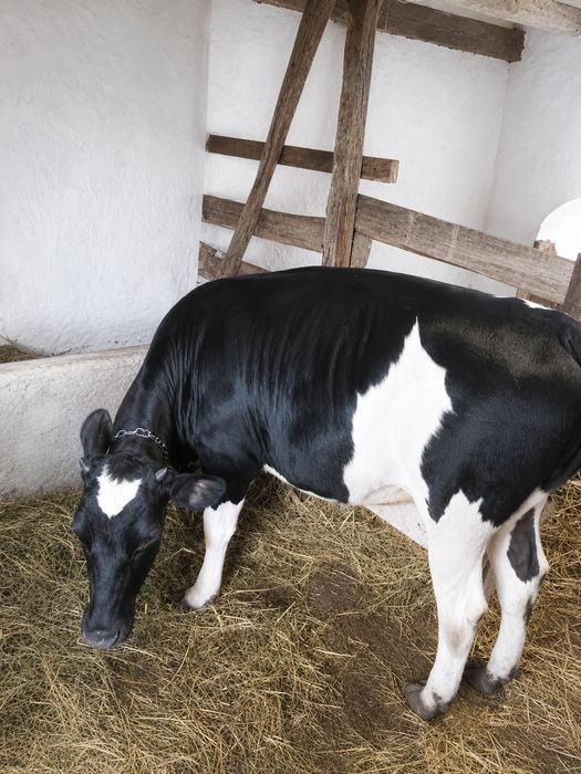 Продам тільні телиці