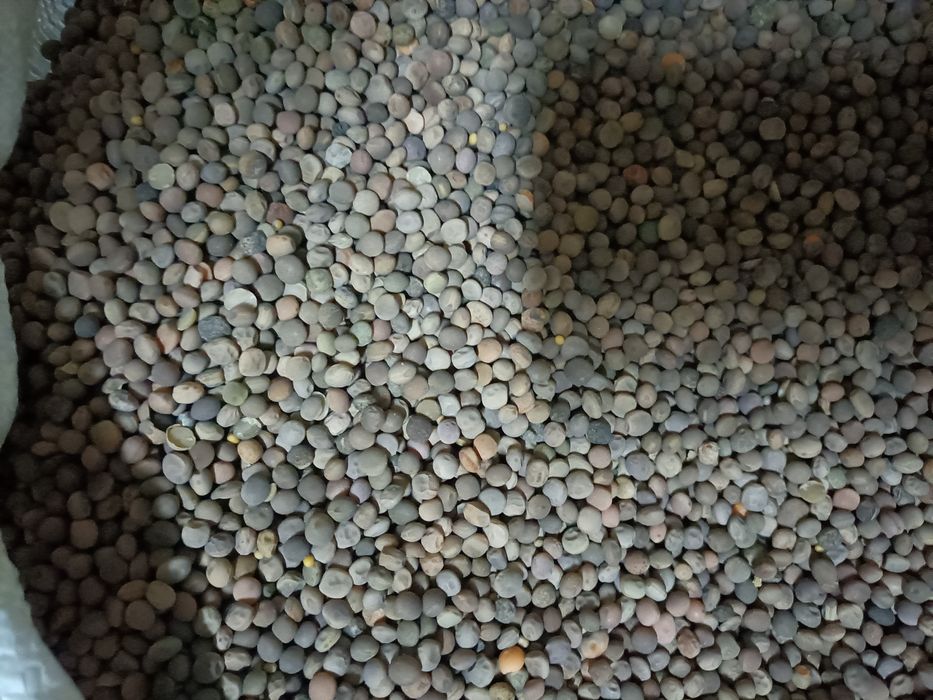 Wyka Jara, Poplony , Wyższe dopłaty