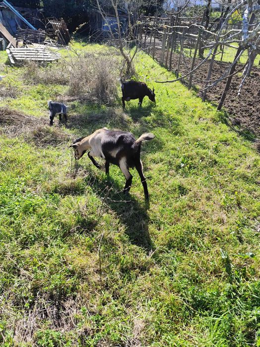 Vendo cabra cruzada com um ano e cria fêmea nascida a 03 fev