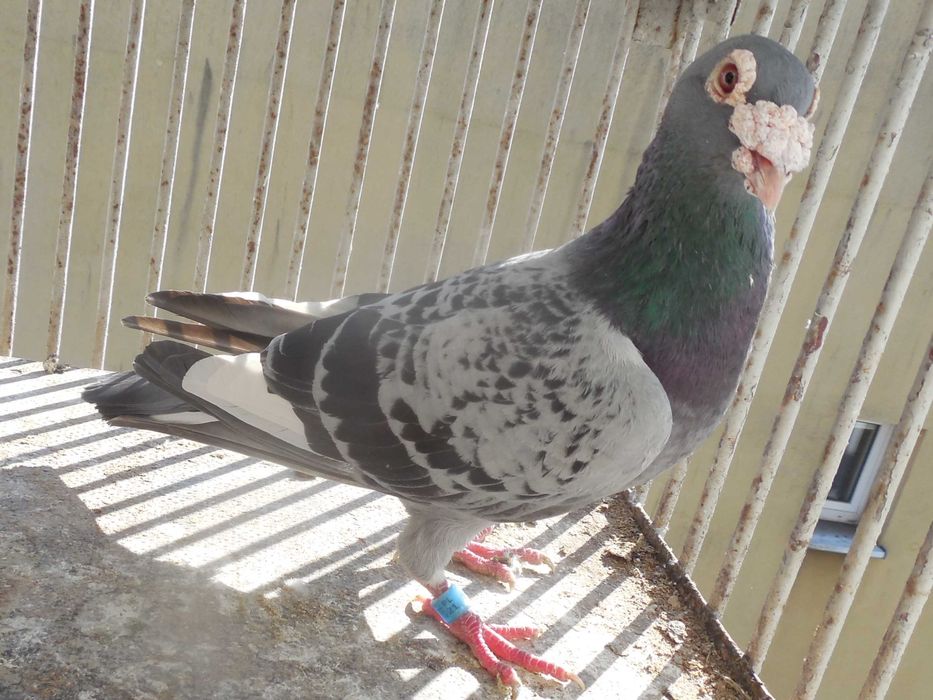Gołębie pocztowe