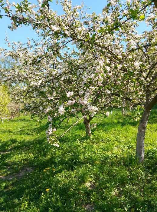Zioła dziko rosnące tegoroczne