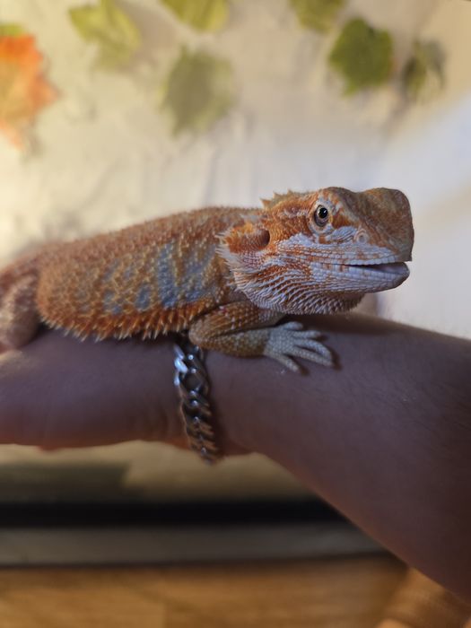 Agama Brodata Red Citrus