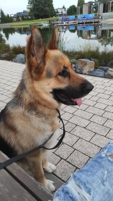 Drago chętnie pozna swoją suczkę