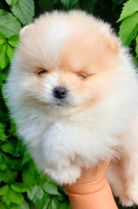 В'язка .Мальчик померанский шпиц