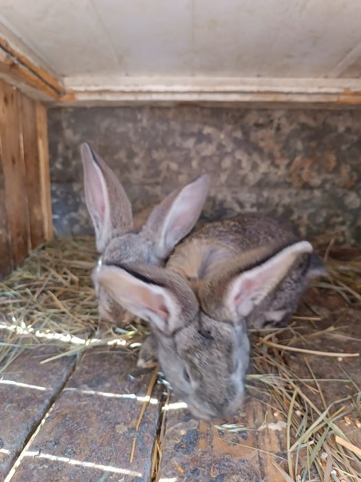 Продам кролів велетнів