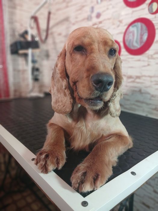 Грумінг. Холодна гора