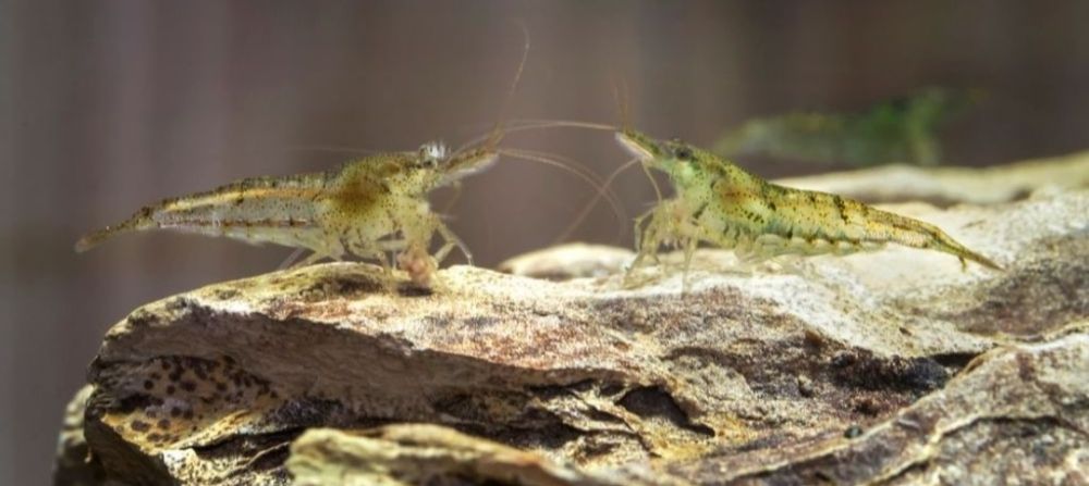 Креветка акваріумна неокардіна