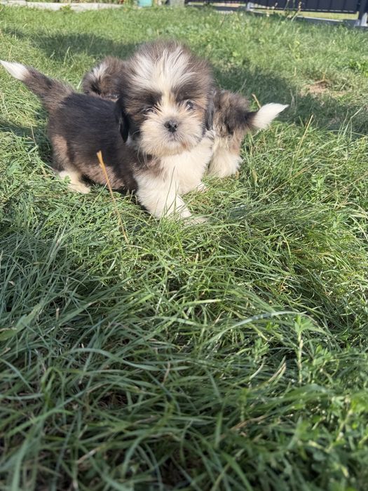 Śliczny Piesek Shih-Tzu Gotowy Do Odbioru,Metryka,Książeczka,Chip !!