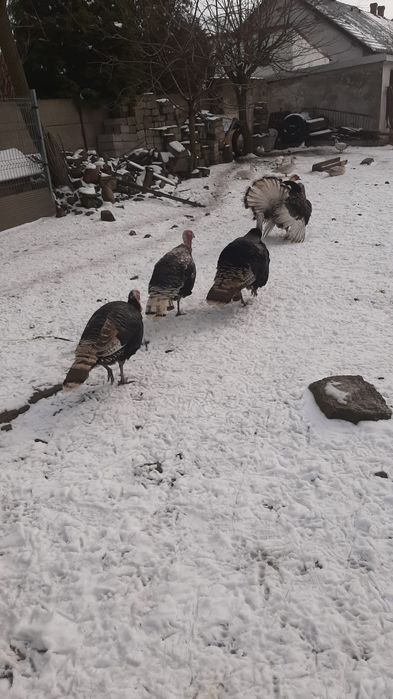 Sprzedam Indory z wolnego wybiegu