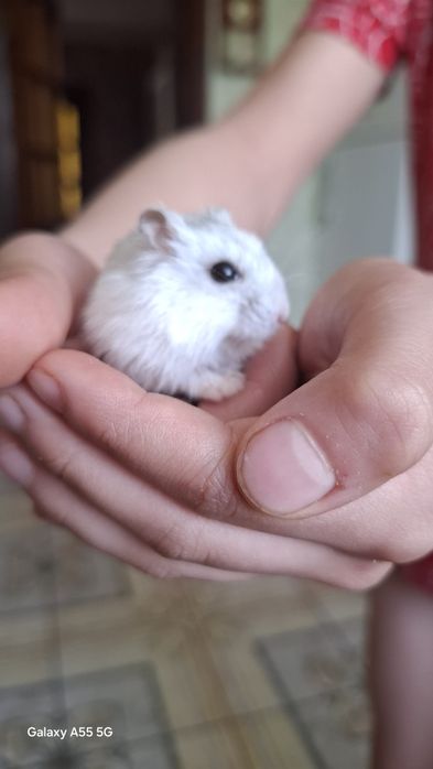 Хом'ячки Джунгарики