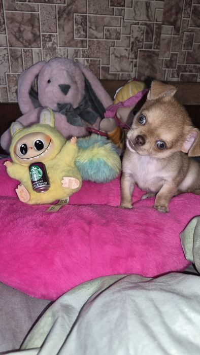 Дівчинка чихуахуа міні