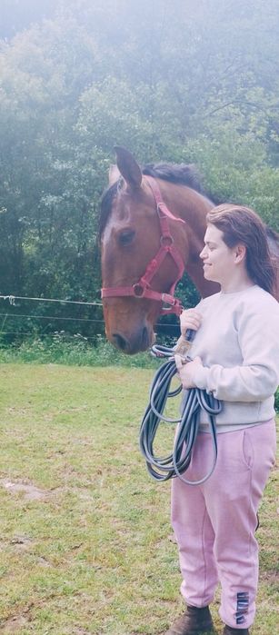 Égua Lusitana com livro azul