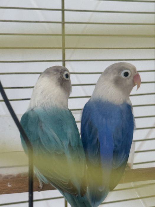 Vendo casal de Fischers