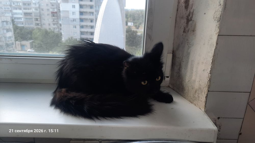 котик  ждёт своих любящих хозяев