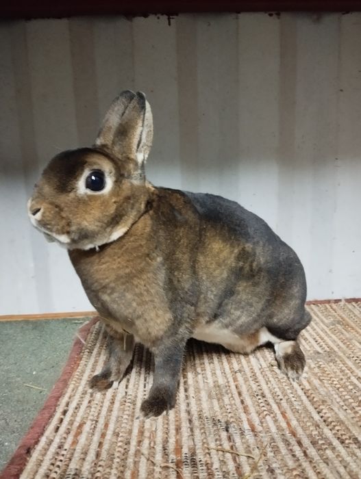 Karzełek castorex/ kastorex/ rexy króliki miniaturki