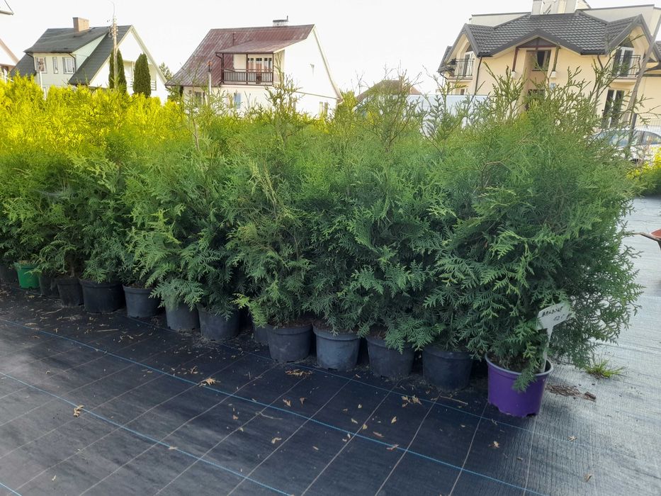 PRODUCENT Tuja Brabant 120-130 cm w Donicy 5L 100% przyjec Zywoplot