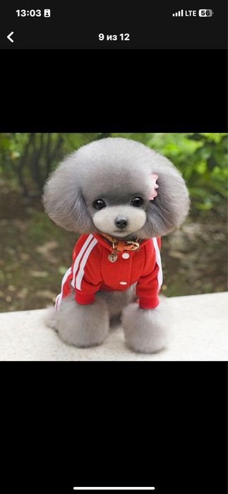 Костюм для Вашего улюбленця!!! ! Фліс ! хл