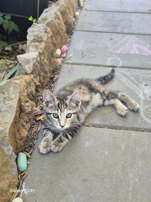 Gatinhos para dar