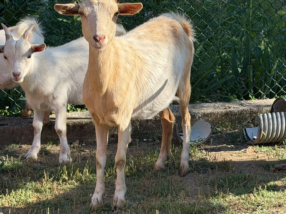 Tenho chivos de raça grande