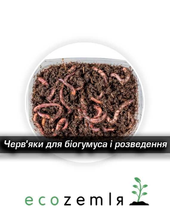Хробаки для біогумусу, для компосту черви старатель, сім'я 1500шт