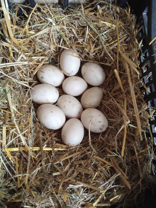 Інкубаційні яйця Мускусні качки