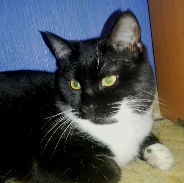 Котенок Феликс, возраст около 7 месяцев, ищет дом!