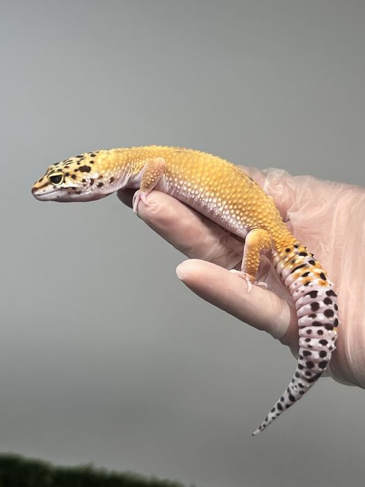 Gekon lamparci z terrarium