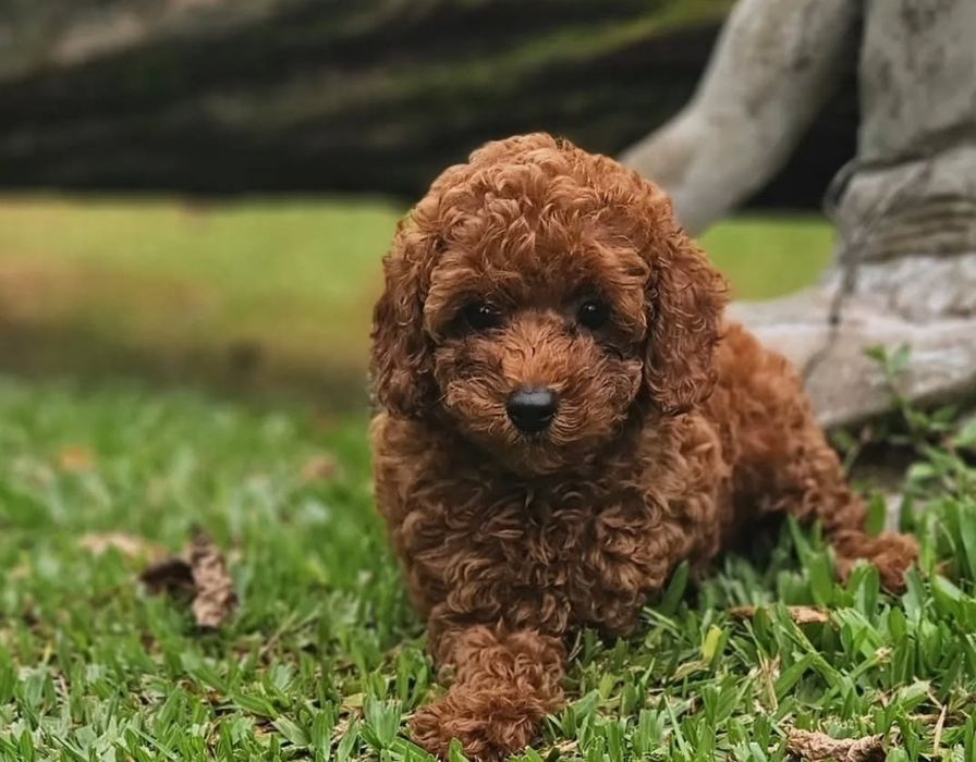 Хлопець той пудель . супер красунчік