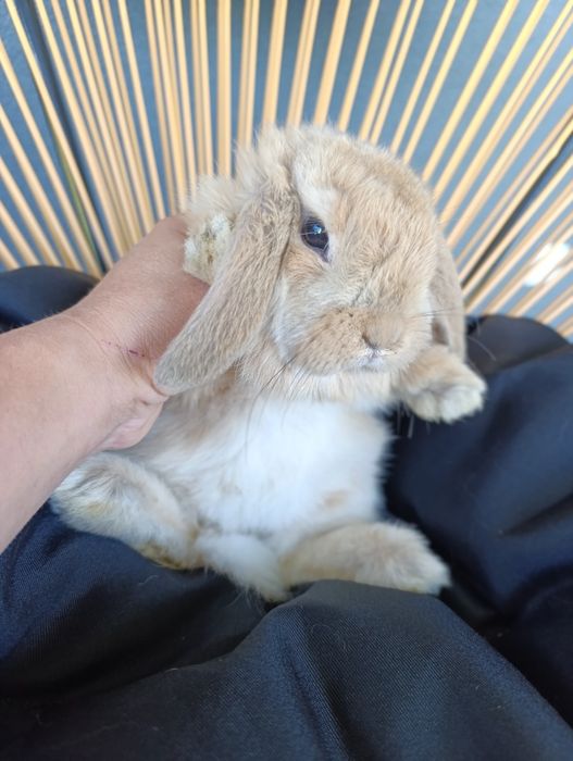 Królik mini lop samiec miniaturka