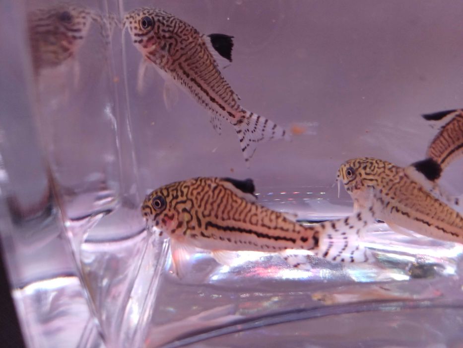 Kirysek trilineatus trójpręgi