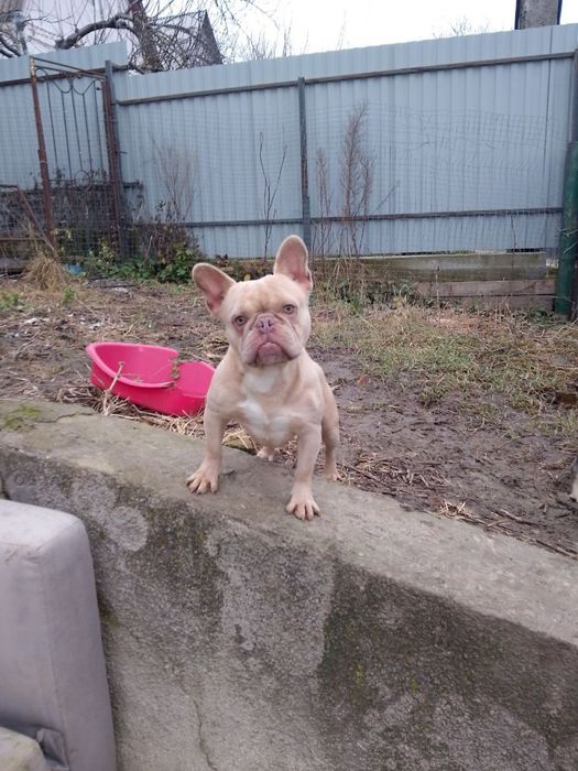 хлопик та дівчинка парою