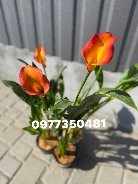 Розпродаж! Калла багато сортів, калла квітуча, калла з грунту.