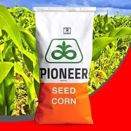 Насіння кукурудзи Pioneer P8567 (ФАО 290)