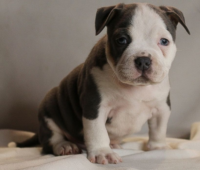 AMERICAN BULLY po Championie wyższy  pocket,samiec, szczeniak
