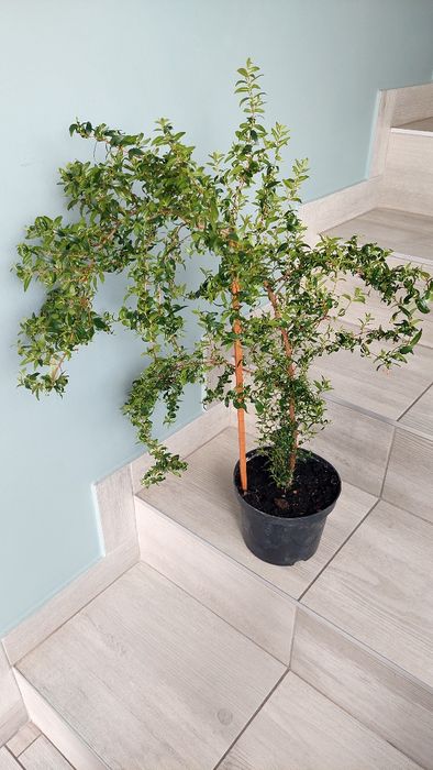 Mirt merta na wianki komunia