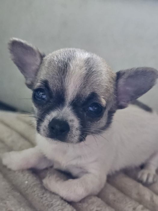Chihuahua cabeça de maçã