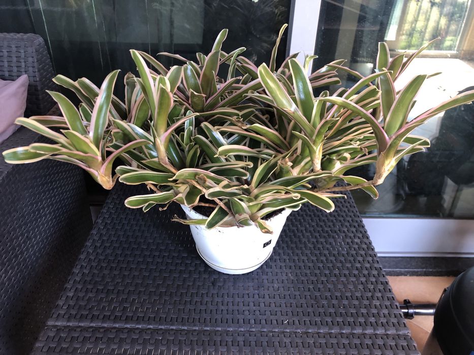 Bromelias neoregelias plantas com um rebento