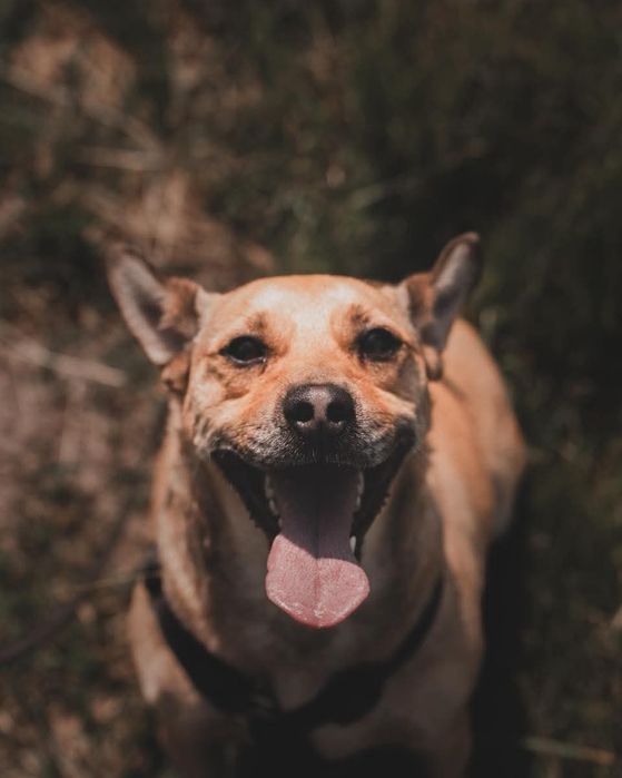 Codi, rozbrykany młody pies czeka na dom