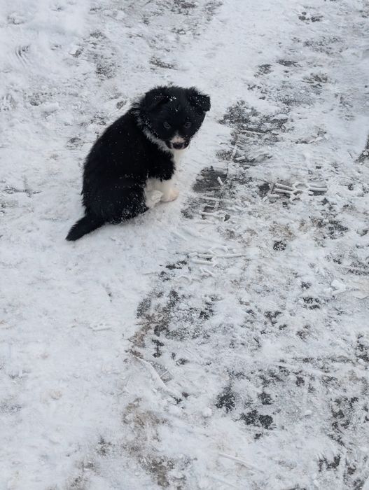 Sprzedam suczkę border collie z rodowodem