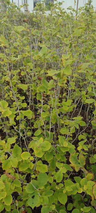 Саженцы фундука МИКС (Джифоні, Ланге, Романа, Мортарелла)