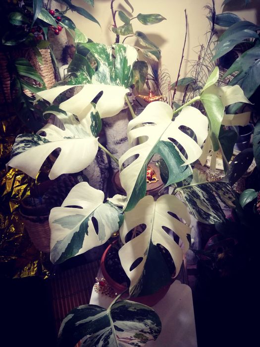Monstera Albo Variegata philodendron roślina potwór