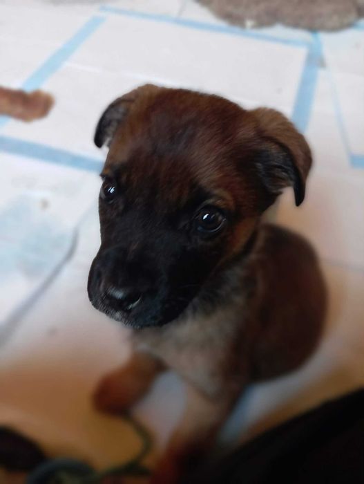 Maleńka przylepa, która pokocha Cię całym swoim sercem