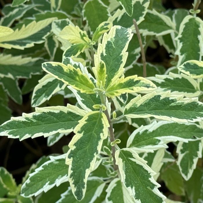 Barbula klandońska 'White Surprise' Białe Liście (Caryopteris)